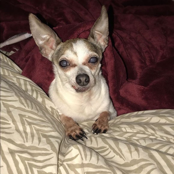 Meet your Posher, Mollie - Picture 3 of 4